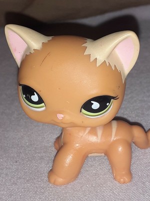 Authentique Petshop Chat Europeen Lps 525 790 Eur 16 00 Picclick Fr