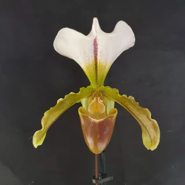 Paphiopedilum Leeanum , Orchidée, Orchid,