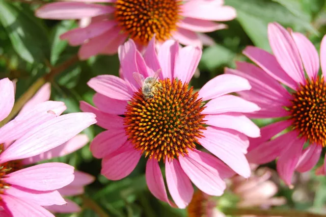 200 Samen Purpur Sonnenhut Echinacea purpurea