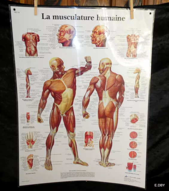 2 Planches Anatomiques 3B Scientific   Musculature + Squelette  50X67