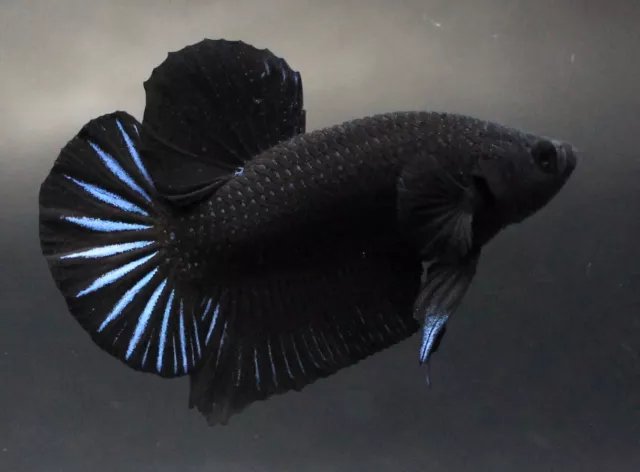 Live Betta Fish Pet Plakad Fancy Super Black Male Men Aqua Hobby Breed Thai HMPK