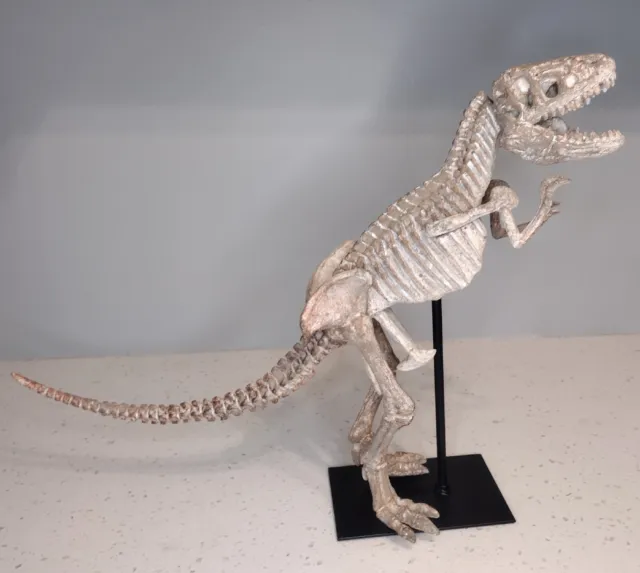 Zentique Polyresin Cast Distressed Tyrannosaurus T- Rex Skeleton With Base 2