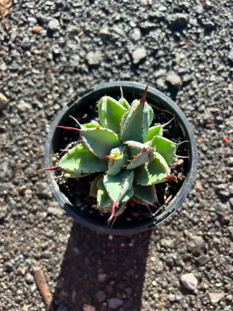 Agave Cubic in 13cm Pot