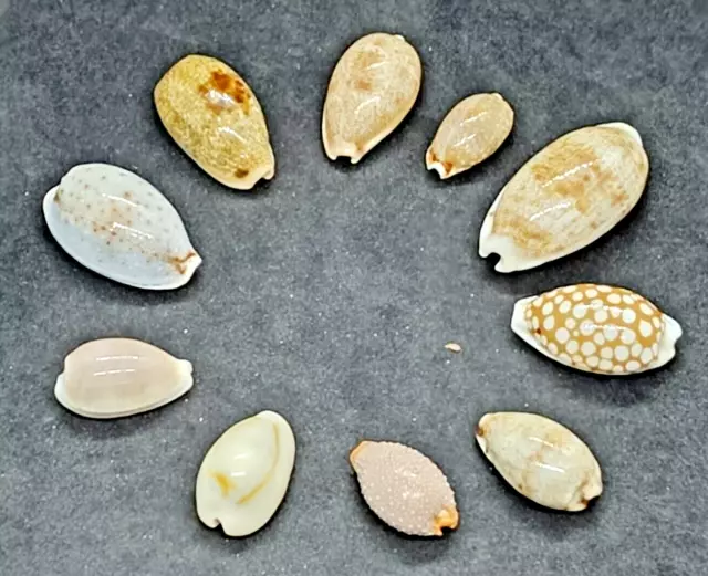 Colección de 10 Cypraeas Sea Shells Conchas 10 unidades de 16 a 30 milímetros 2