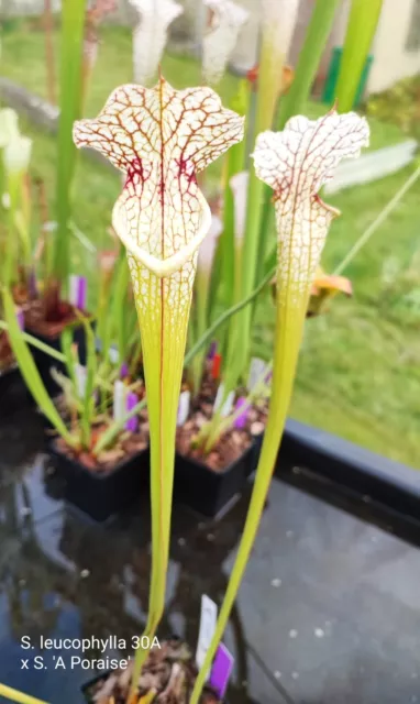 Sarracenia leucophylla 30A x A. Porais. Fleischfressende Pflanze "M"