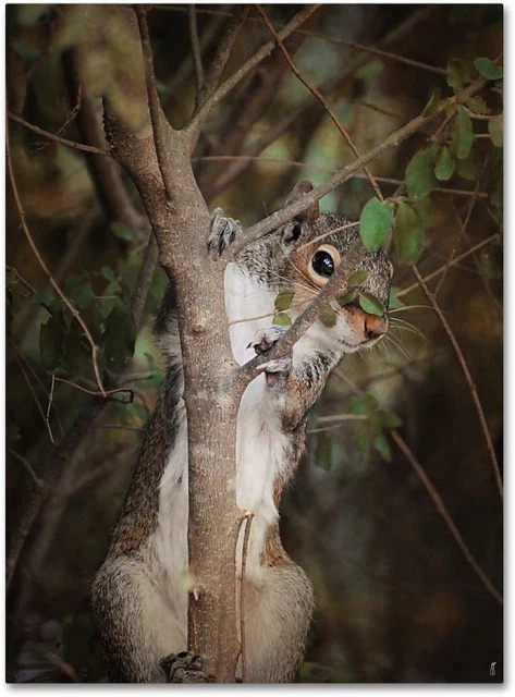 Camera Shy Squirrel by Jai Johnson, 24x32-Inch Canvas Wall Art