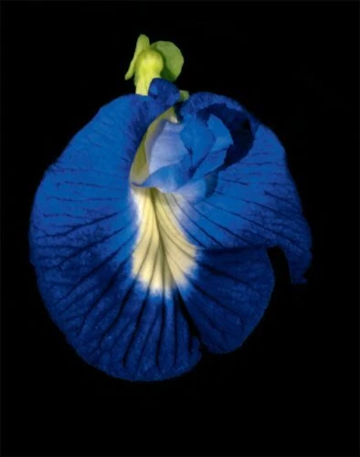Botanica Magnifica Portraits of the World's Most Extraordinary Flowers and Pl... 8