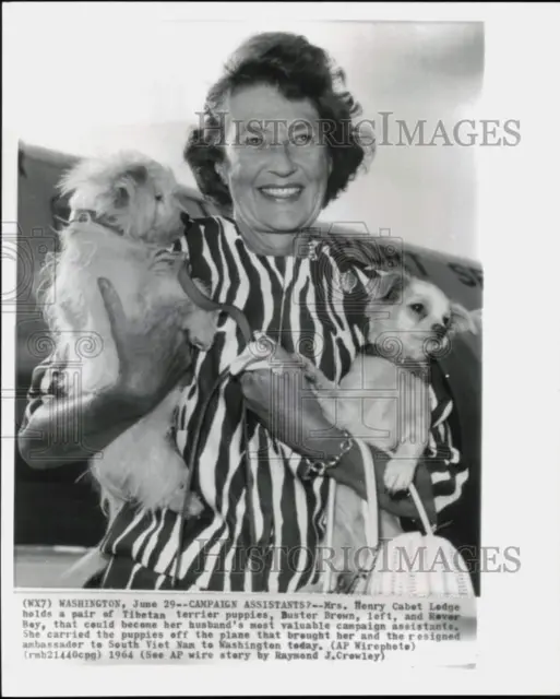 1964 Press Photo Mrs. Henry Cabot Lodge with Puppies at Washington Airport