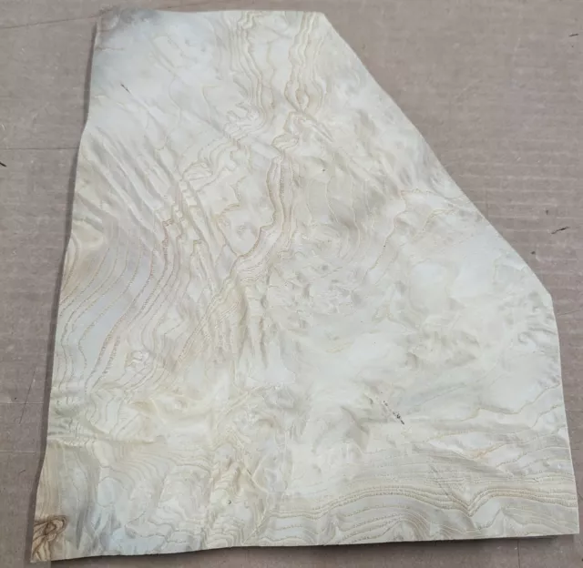 Ash White Burl wood veneer 9" x 12" raw no backing 1/42" thickness A grade