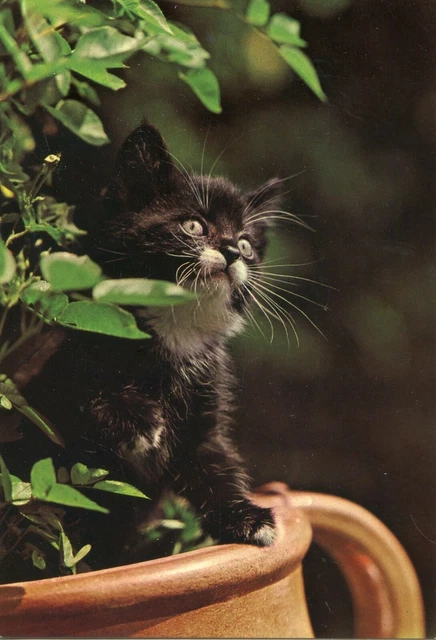 Cpsm / Carte Postale / Chat / Cat / Italia / Italie