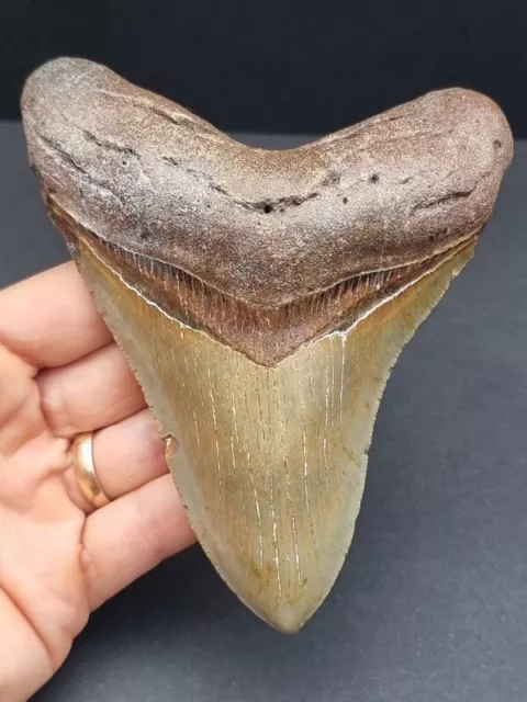 12,9 cm großer Zahn des Megalodon mit brauner Bourelette - Hai Haizahn Fossil
