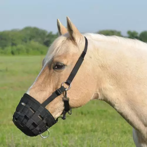 Cashel Grazing Muzzle Halter Horse Black