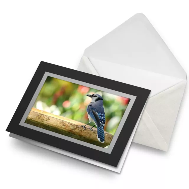Greetings Card (Black) - Blue Jay Bird North America USA Birthday Gift #21257
