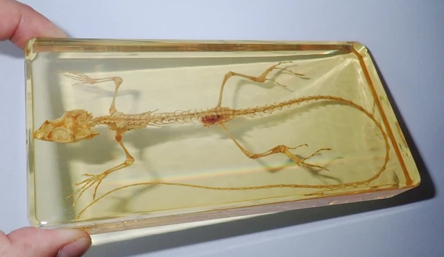 Oriental Garden Lizard Calotes versicolor Skeleton Specimen in Amber Clear Block