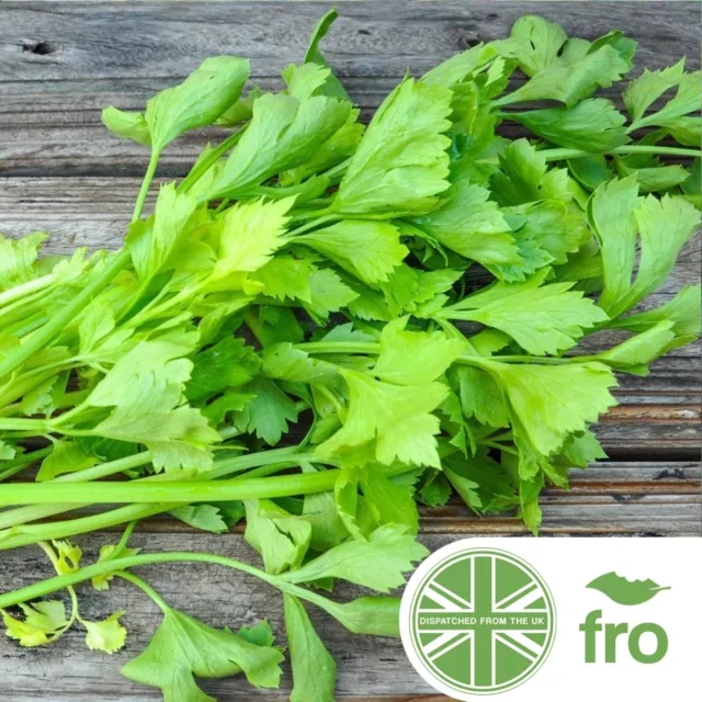 Organic - Leaf Celery - Early Bell - 500 Seeds - Non-Gmo - Fast Uk Dispatch ✅