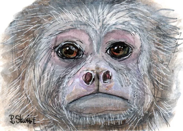 ACEO Rhesus Monkey Face Frown Sad Realistic Watercolor Painting Penny StewArt