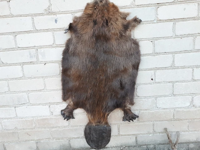 REAL BEAVER CASTOR fiber XXL FUR pelt skin rug with TAIL claws ...