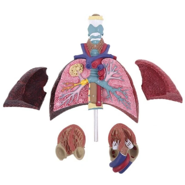 HUMAN LUNG MODEL Anatomical Respiratory System Anatomy Teaching Tool ...