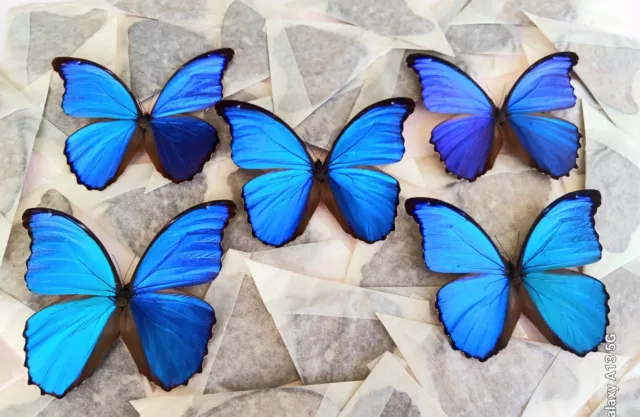 Lot Of 10 Blue Morpho Didius A2 Craft Grade For Jewelry Art Study Wings Closed.