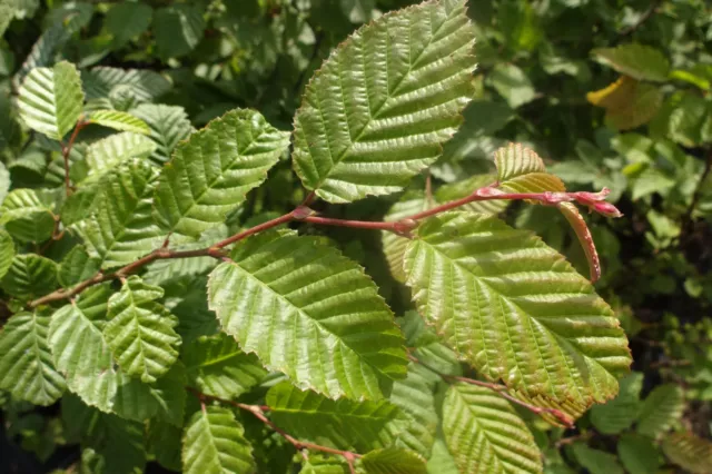 50st. Hainbuchen 140-160cm im Topf Heckenpflanzen Hainbuche Carpinus betulus