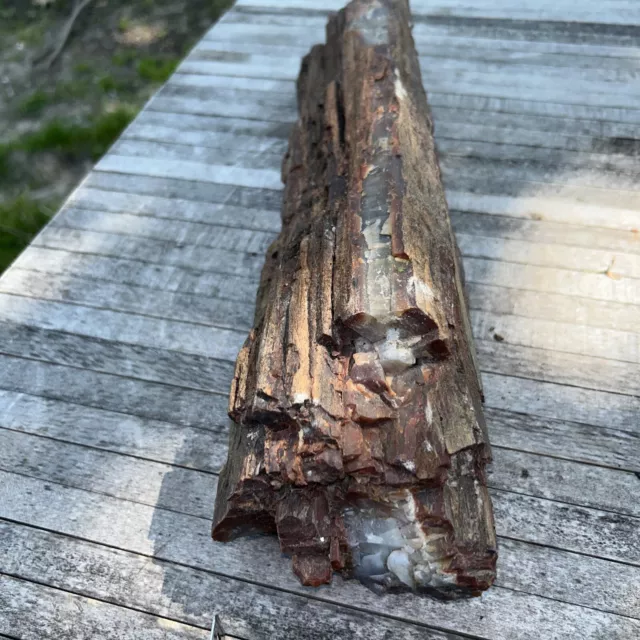 Super Colors Arizona Petrified Wood Log, 16 X 4” Dia. See Pics .
