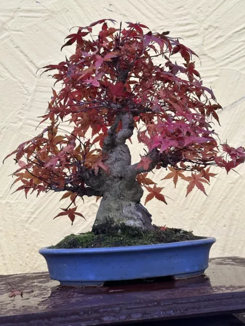 Joe Bonsai Acer Palmatum ""Deshojo"" Japonés Cuerno de Arce Cuenco Tokoname