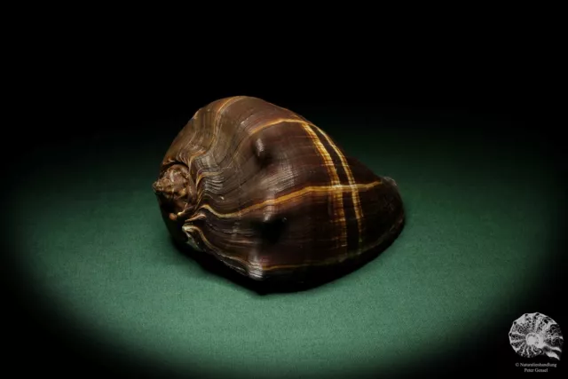 Melongena patula Mexiko Kronenschnecke rezent Schnecke conch shell snail Deko