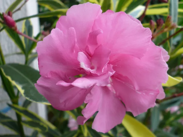 Nerium Oleander Variegata, panaschierte Blätter,   bewurzelter Steckling