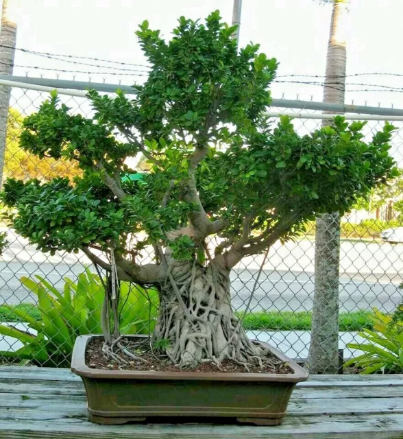 Ficus retusa - Ginseng Ficus / Cuban Laurel / Laurel Fig - 100 seeds