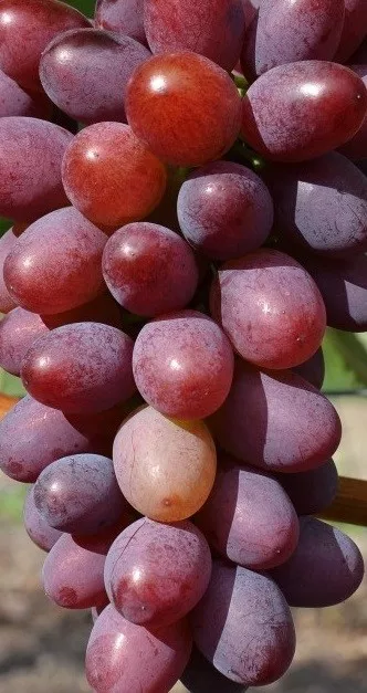 Vitis vinifera Saturn kernlos Weinrebe Tafeltraube Wein Weintraube Winzersorte 3