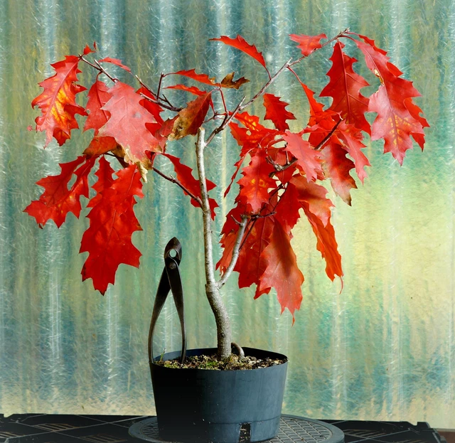 BONSAI EICHE ROTEICHE Quercus rubra 40 cm outdoor Nr. 932 EUR 36,00 -  PicClick DE