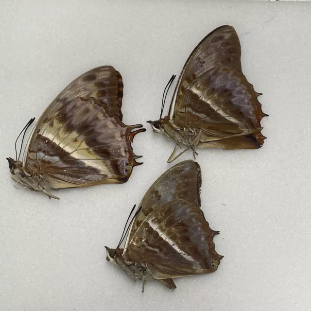 Butterfly - Charaxes cynthia - Pair + extra male - Bwindi Forest, Uganda