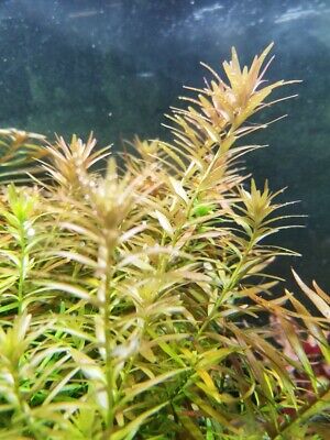 Live Aquarium Plants x5 Rotala Rotundifolia fresh water beginner fish tank