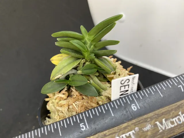 (BIN)Neofinetia falcata(japaneseorchids)bean leaf/SENZAI 千載