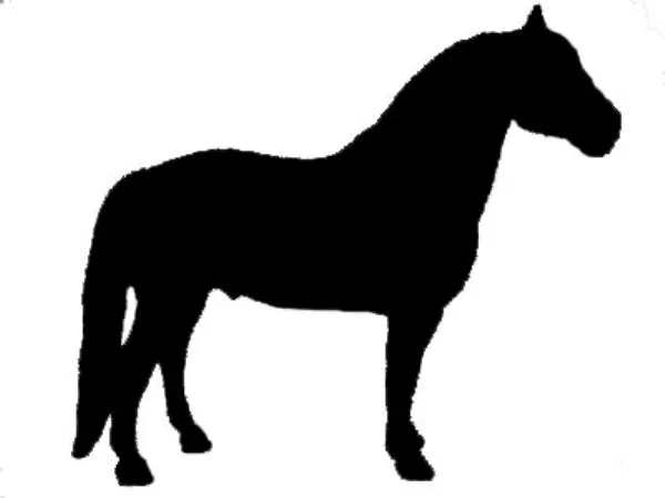 Morgan Horse Silhouette Equine Decal Black Sticker - Not Waterproof