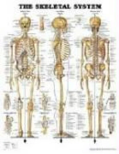 THE SKELETAL SYSTEM Anatomical Chart by Anatomical Chart Company $36.62 ...