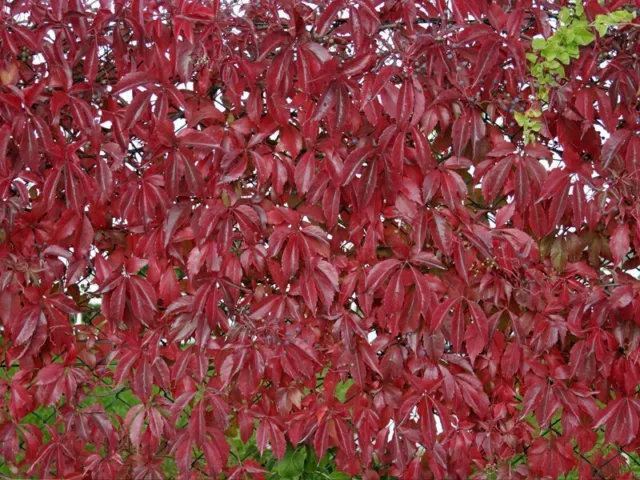 1 de Plante Parthenocissus Quinquefolia Vase 18CM