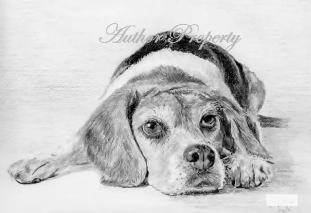 BEAGLE DOG Original Graphite Pencil Drawing 9.5" x 13"