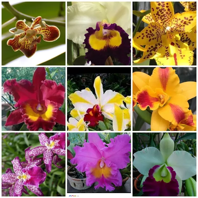 t6 Special 4 Live Orchid to choose (Cattleya, Oncidium, Vanda, Dendrobium,Phal.