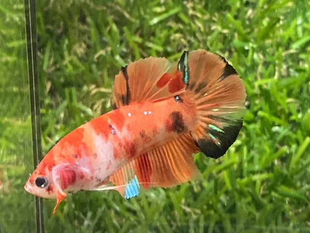 Live Betta Fish - Male - Fancy Nemo Betta HMPK , Age 3 month From Thailand