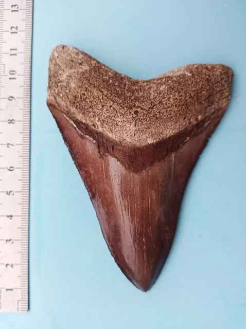 10 cm großer Zahn des Megalodon  - Haizahn Fossil