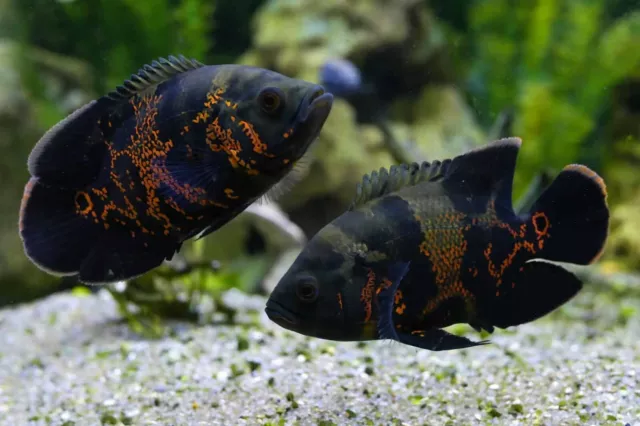 Medium Common Big Tiger Oscar 2" - 4" Tropical Live Fish