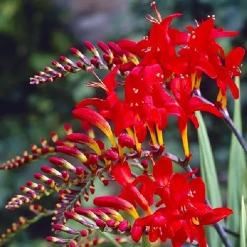 10 Crocosmia Red King Bulbs/Corms Hardy Perennial Summer Flowering Garden Plant