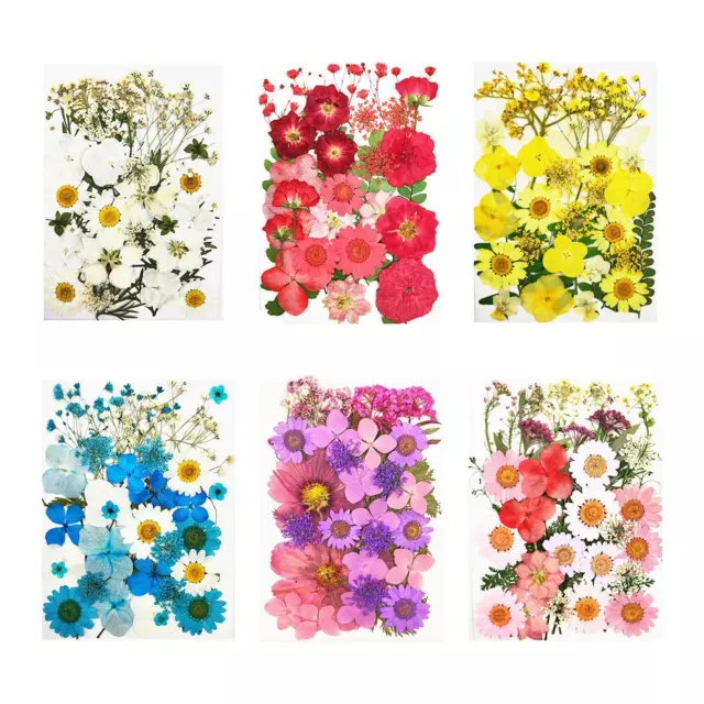 Real Dry Pressing Flowers Leaves Natural Pressed Flowers Mixed for Scrapbooking