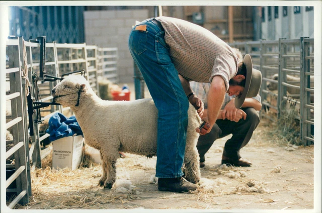 Sheep Animal: rare breeds. - Vintage Photograph 1867882