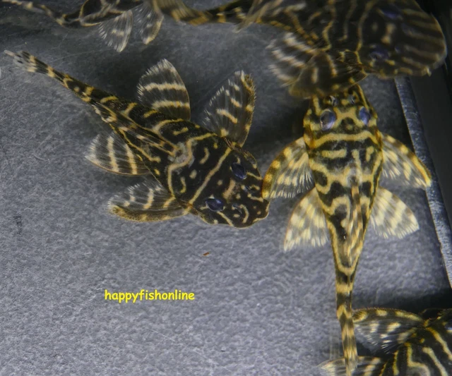 Beautiful Breeding Pair Of L129 Colombian Zebra Plecos! Young Adults! Wc 6-8 Cm