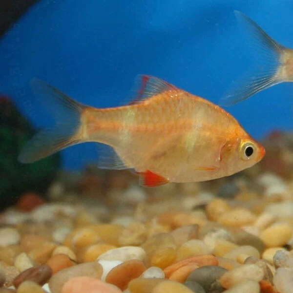 (3pk)- Albino Tiger Barb (Puntius tetrazona) 3 Live Freshwater Fish