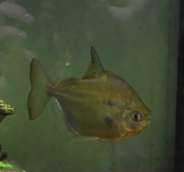 Live Silver Dollar (4" Tropical Freshwater Aquarium Fish) *PLS READ DESCR*