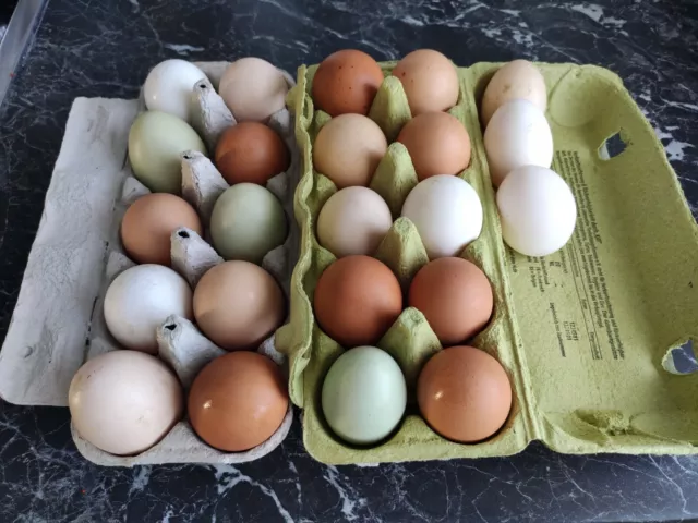 Super Frische Eier Bauer🐣kein hatching eggs Araucana Weißleger BE Eier 10 Stück