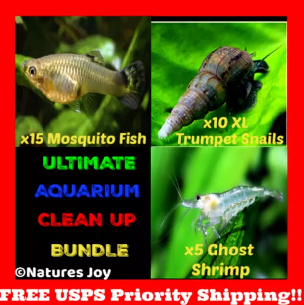 LIVE Mosquito Fish TRUMPET Snails Freshwater Aquarium Pond GHOST Shrimp Feeders